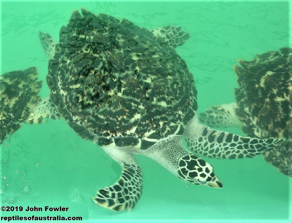 HAWKSBILL TURTLE Eretmochelys imbricata bissa REPTILES OF AUSTRALIA